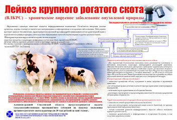 лейкоз крупного рогатого скота - фото - 1