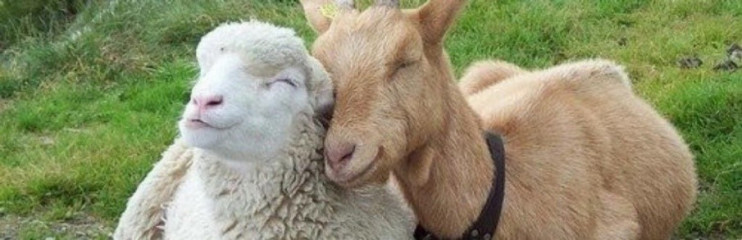 осторожно: Оспа овец и коз - фото - 1