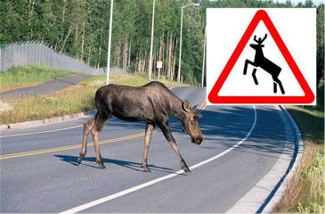 осторожно, на дороге дикие животные - фото - 1